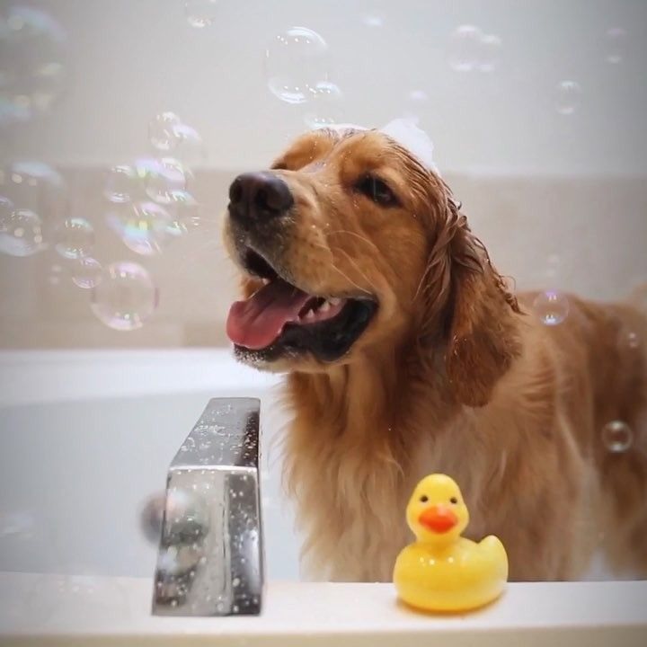 Dog in bath 3